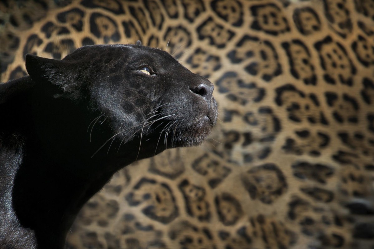 Sonhar com leopardo preto Sonhar com leopardo preto