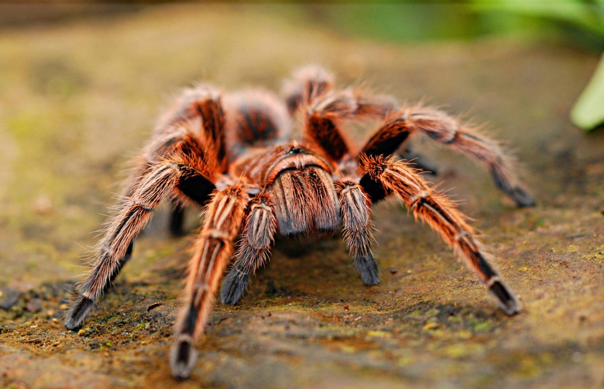 Sonhar com veneno de aranha Sonhar com veneno de aranha