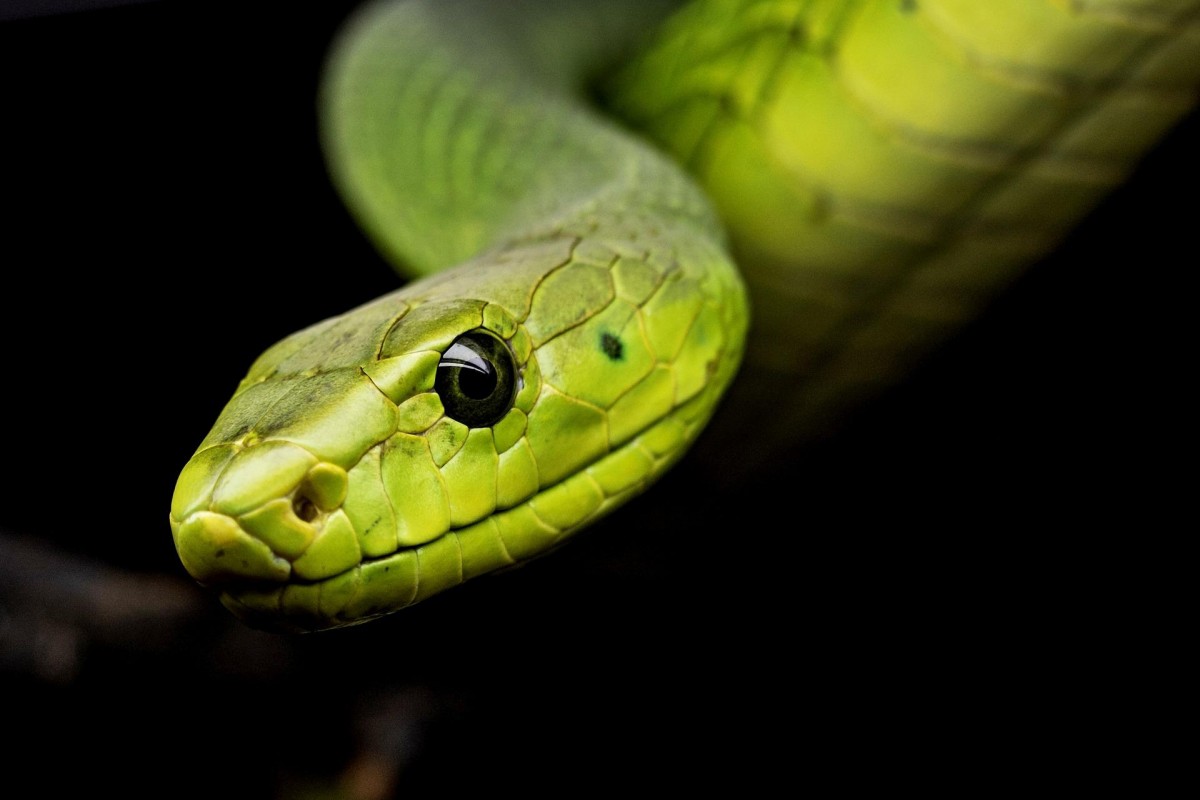 Sonhar com veneno de cobra  Sonhar com veneno de cobra