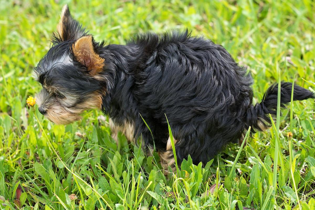 Sonhar com bosta de cachorro Bosta de cachorro