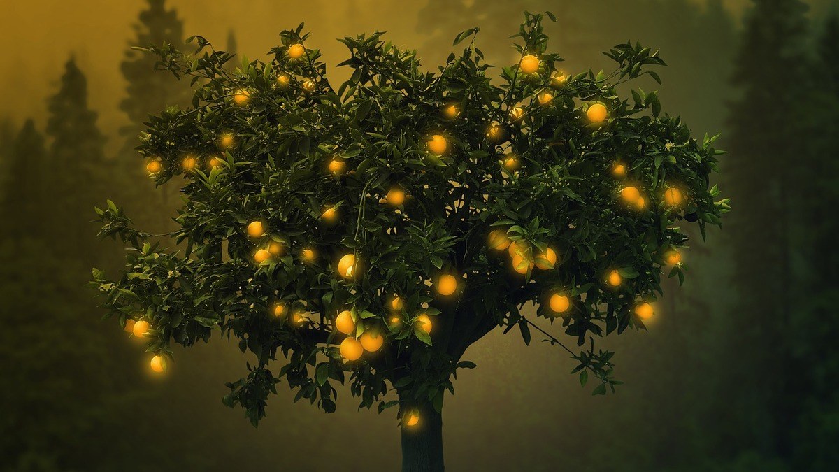 Sonhar com árvore frutífera Árvore frutífera
