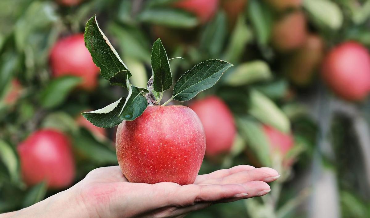 Sonhar com árvore frutífera carregada Árvore frutífera carregada