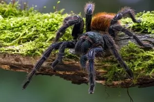 Significado de Sonhar com Aranha