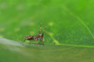 Sonhar com aranha: significado do sonho