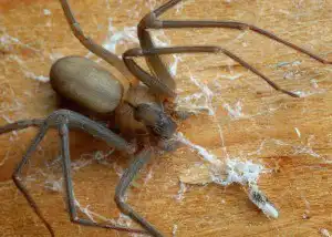 Featured image of post Sonhar Com Aranha Amarela