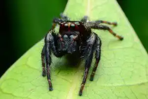 O que Significa SONHAR com ARANHA?