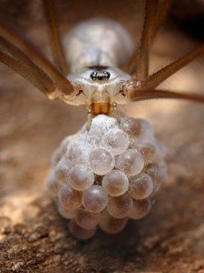 O que Significa Sonhar com ARANHA PICANDO?