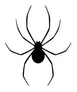 Significado de Sonhar Com Aranha  Especies de aranhas, Significado dos  sonhos, Aranha