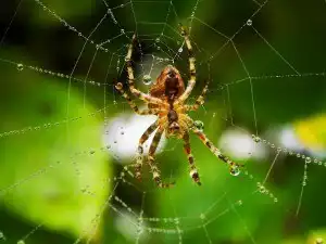 Significado de sonhar com picada de aranha. Venha descobrir!