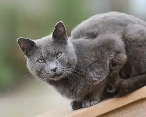 Sonhar com gato é bom? O que cada animal representa durante sono