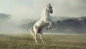 Sonhar com cavalo preto - O que significa? Respostas, aqui!