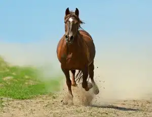 Significado de Sonhar com Cavalo no Mundo Espiritual