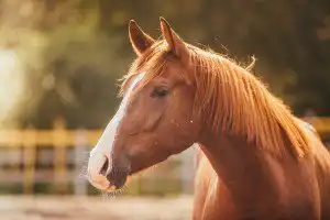 CAVALO BRAVO SAI PULANDO DANDO COICE NA CAVALGADA 