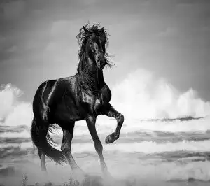 Sonhar com cavalo preto: Correndo, machucado, manso, morto e mais!