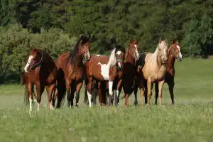 Sonhar com cavalo - Simbolismo e Significado - Segredos do Sonho