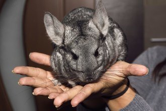 SONHAR COM RATO: qual o significado bíblico desse sonho?