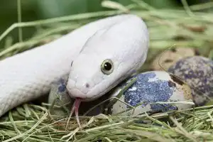 Cobra azul com olho branco