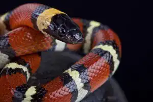 O que significa sonhar com cobra colorida? - Dreams - Sonhar com -  Significado dos Sonhos