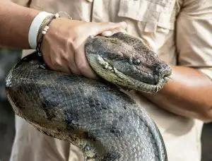 Sonhar com Cobra Preta: O que significa?