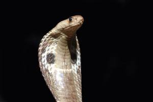 O que significa sonhar com cobra?