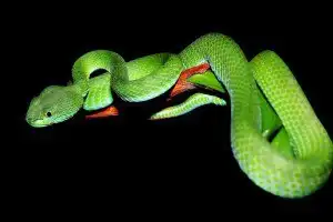 O que significa sonhar com cobra colorida? - Dreams - Sonhar com -  Significado dos Sonhos