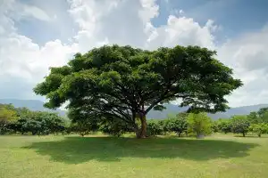 Sonhar com Árvore têm Alguns Significados. Atenção Cuidado!