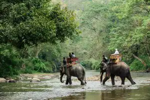 Sonhar Com Elefante no Jogo do bicho