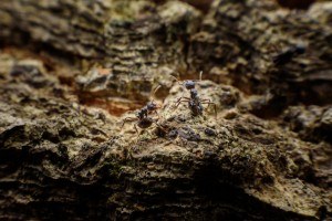 Sonhar que está dentro de um formigueiro