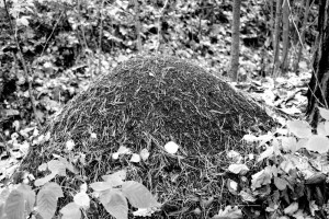 Sonhar que vê um formigueiro