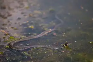 Significado de sonhar com cobra naja. Veja se há o que temer