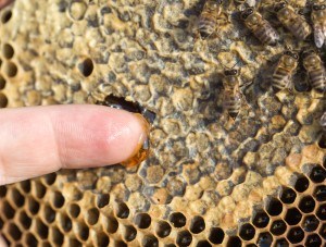 Sonhar com mel na colméia