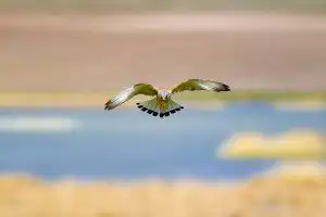 Sonhar com falcão 3