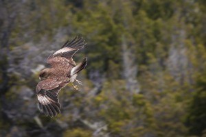 Sonhar com gavião 2