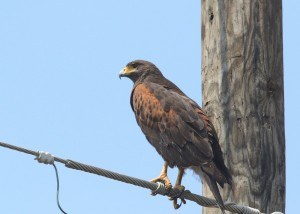 Sonhar com gavião 3