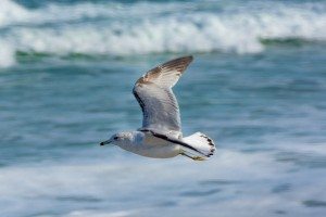 Sonhar com gaivota 2