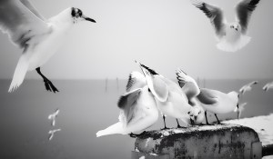 Sonhar com gaivota 3