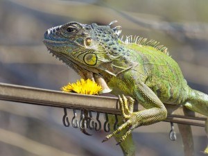 Sonhar com iguana 2