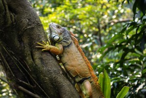 Sonhar com iguana 3