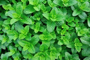 Sonhar com hortelã 3