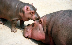 Sonhar com hipopótamo