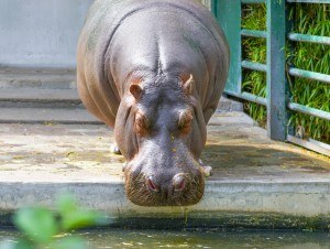 Sonhar com hipopótamo 2 