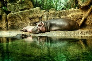 Sonhar com hipopótamo 3