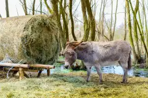 Qual o significado do sonho com burro? Descubra agora!