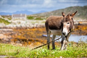 Qual o significado do sonho com burro? Descubra agora!