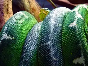 Sonhar com cobra espiritualmente é positivo? Descubra!