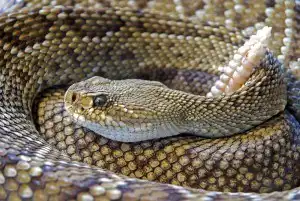 O que significa sonhar com cobra? Morta, cega, amarela, dourada e mais