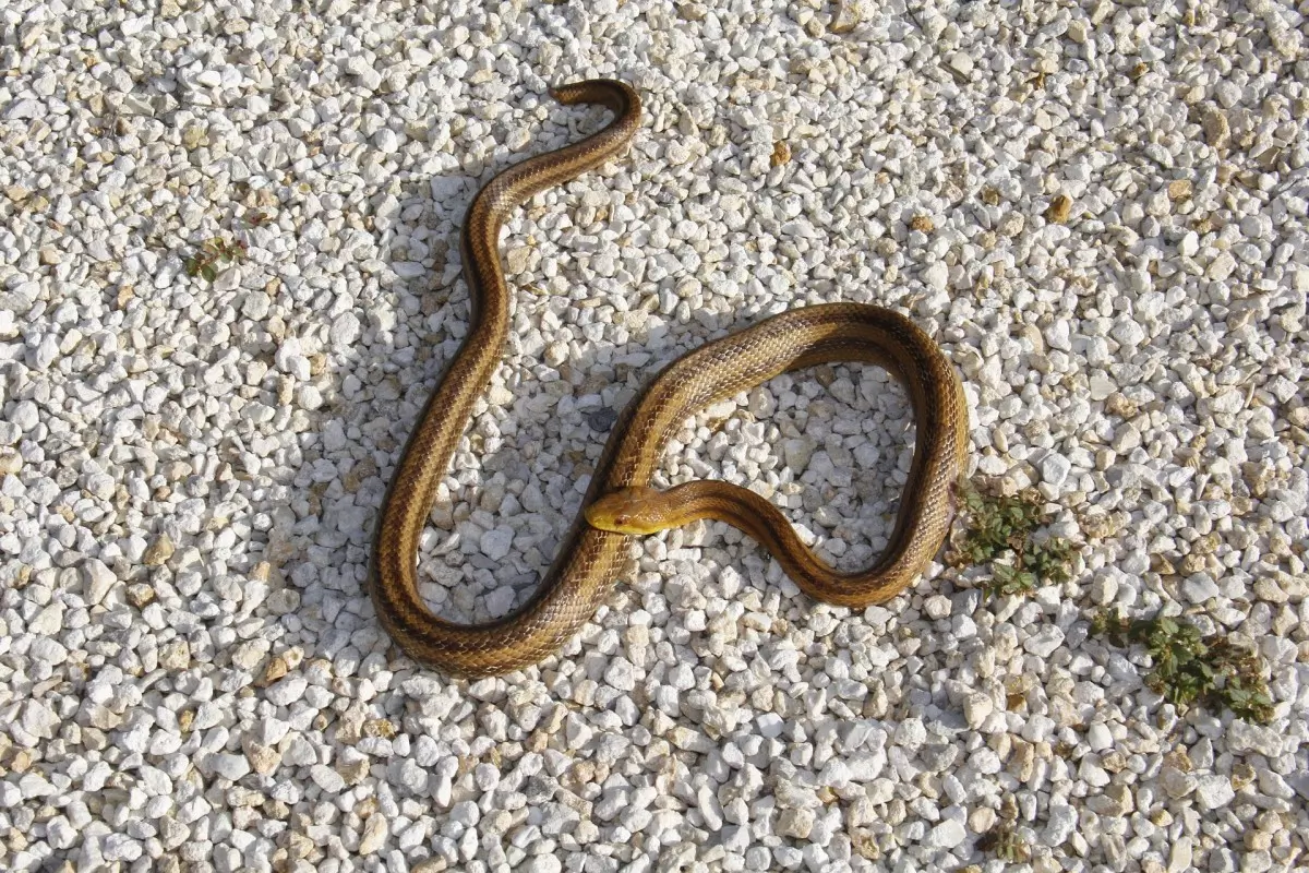 Sonhar com cobra colorida: o que isso significa? Veja aqui! - Significado  dos Sonhos e Signos