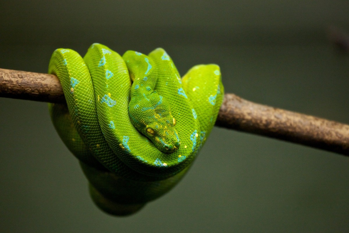 Sonhos Significado sonhar com Cobra Verde Sonhos Significado sonhar com Cobra Verde