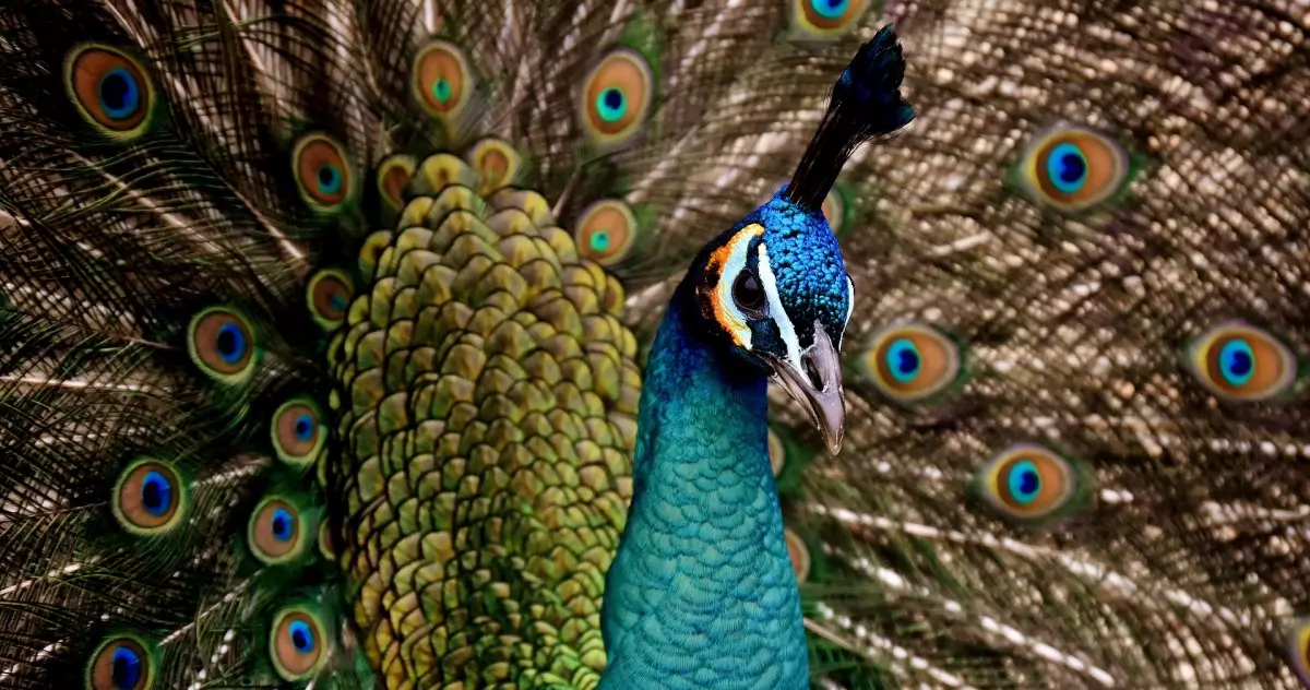 Sonhar com Pavão têm Alguns Significados. Atenção Cuidado!