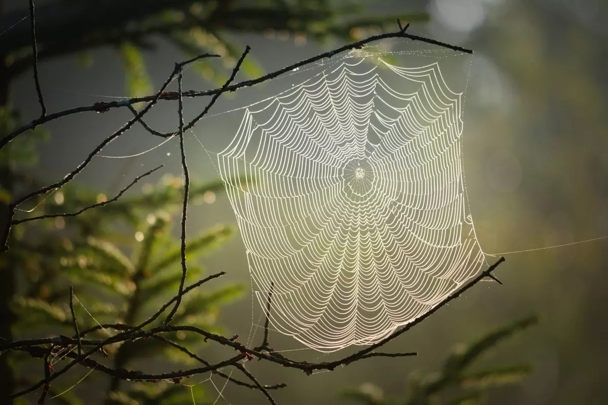 Sonhar com aranha • Net história